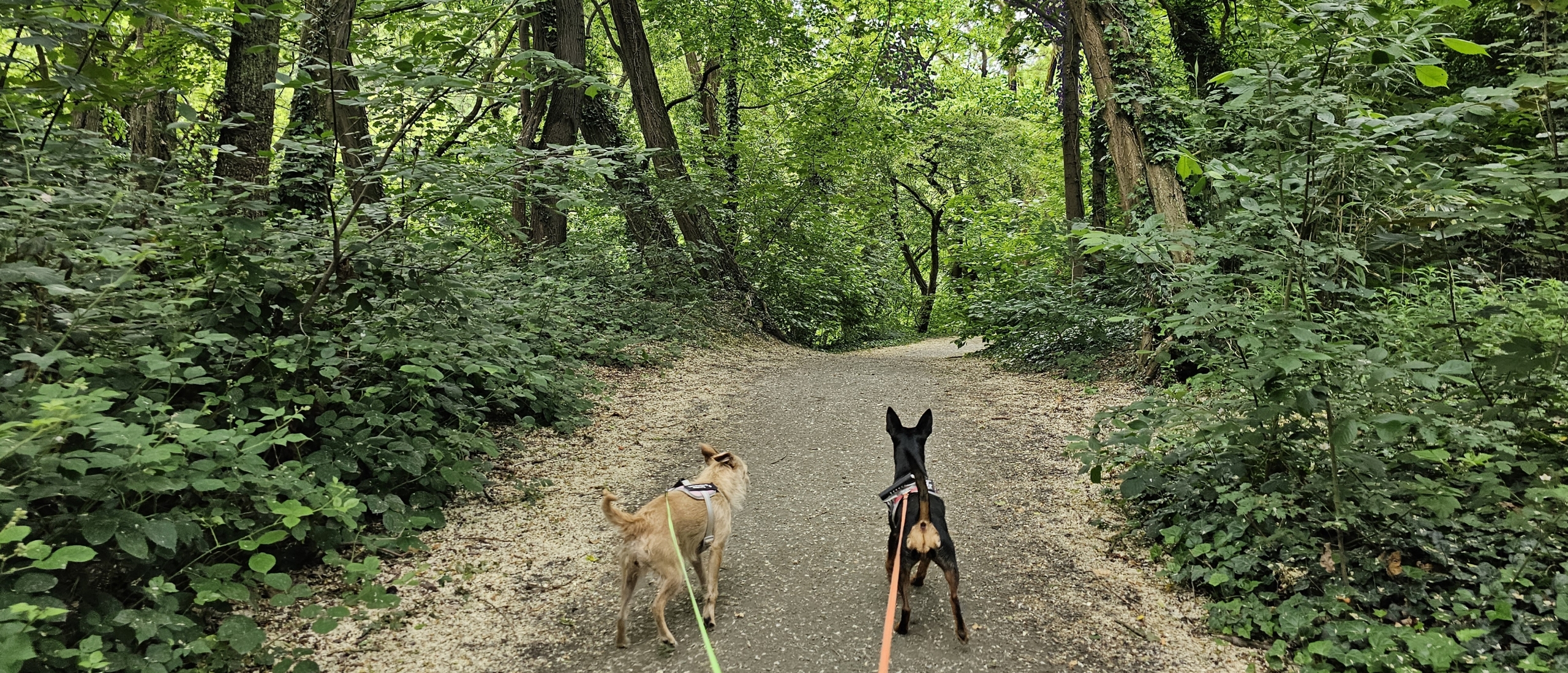 Wandelroute met hond langs Fort 7 en 8 in Hoboken, Antwerpen