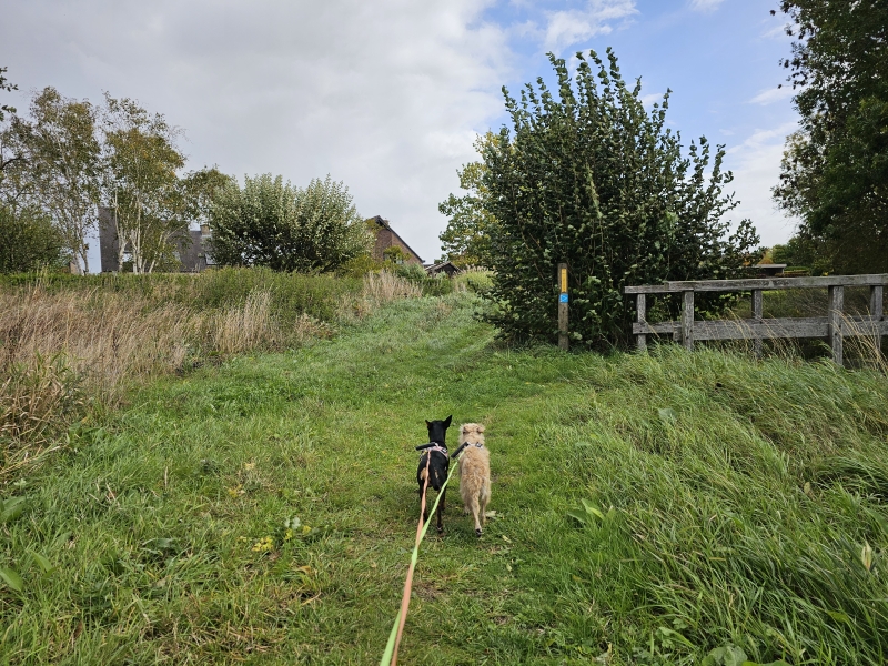 Wandelroute molenbeekpad Wetteren Massemen met hond