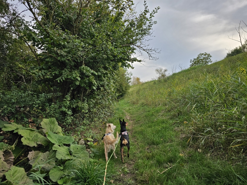 Wandelroute Nen Nielse oemweg in Niel