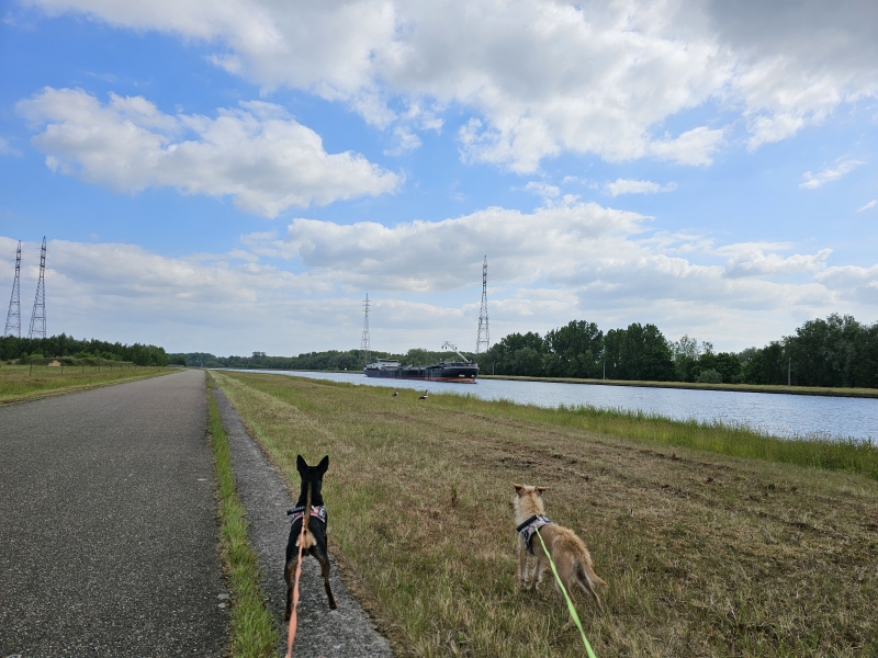 Wandelroute op het Noordelijk Eiland in Wintam met hond
