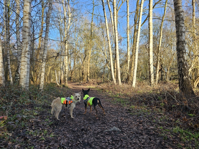 Wandelroute Oude Landen en Veltwijckpark in Ekeren met hond