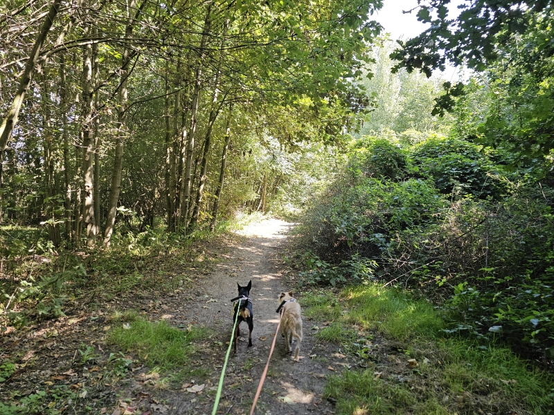Wandelroute Oude Schelde met honden