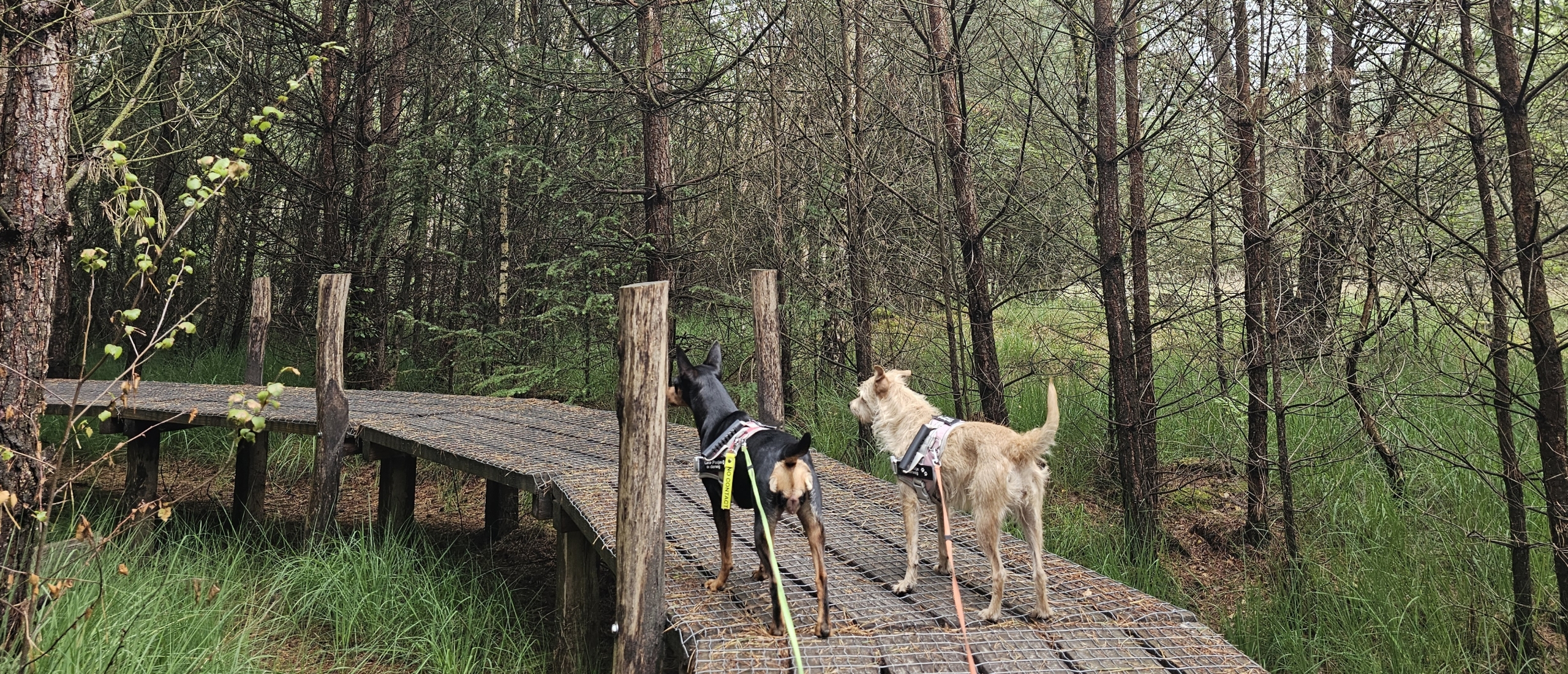 Wandelroute Plankenpad in Spier in het Nationaal park dwingelderveld in Drenthe met honden over de vlonderpaden