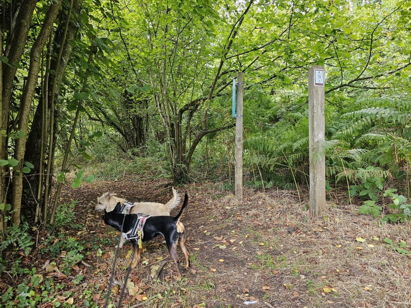 Wandelroute Poederlee Den Haert met hond