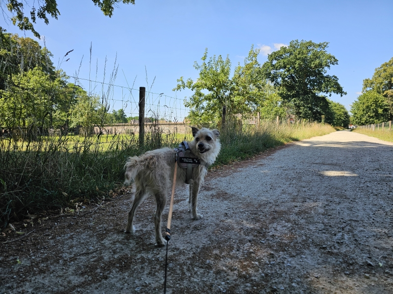 Wandelroute Poeke, Aalter met hond