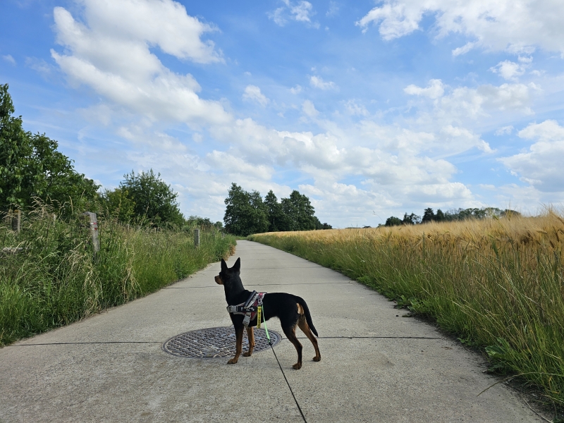 Wandelroute Releghemwandeling in Zemst