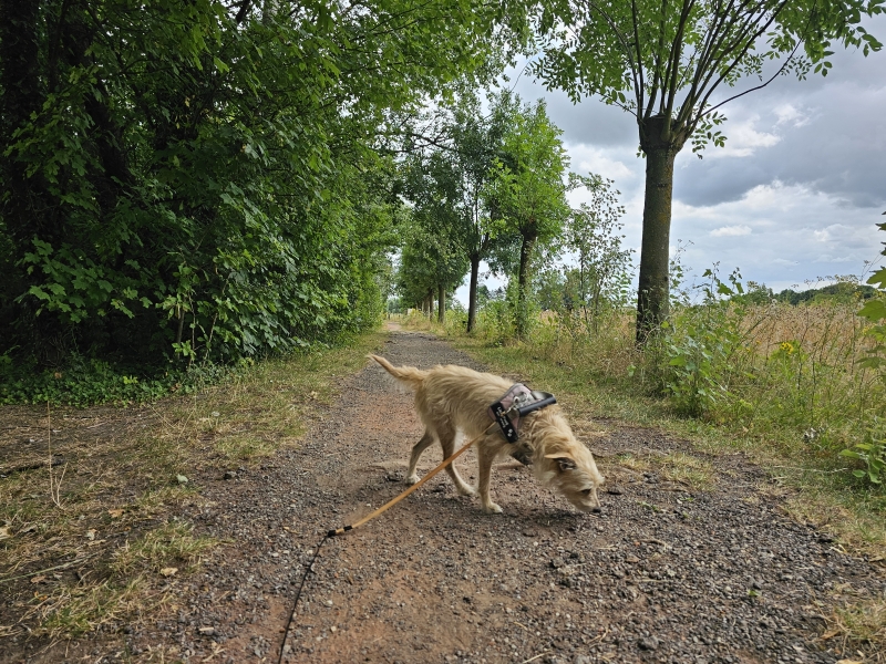 Wandelroute Roomacker Tielrode Wandelroute Roomacker Tielrode