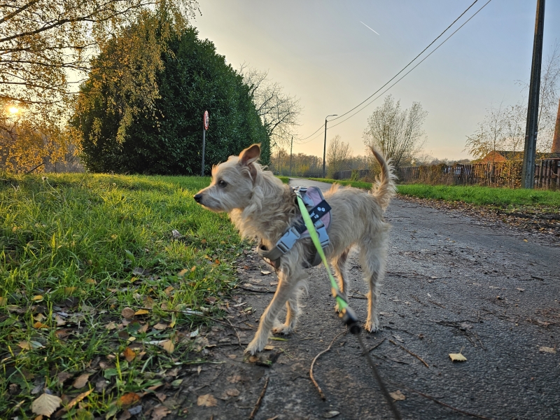 Wandelroute Steendorp met hond