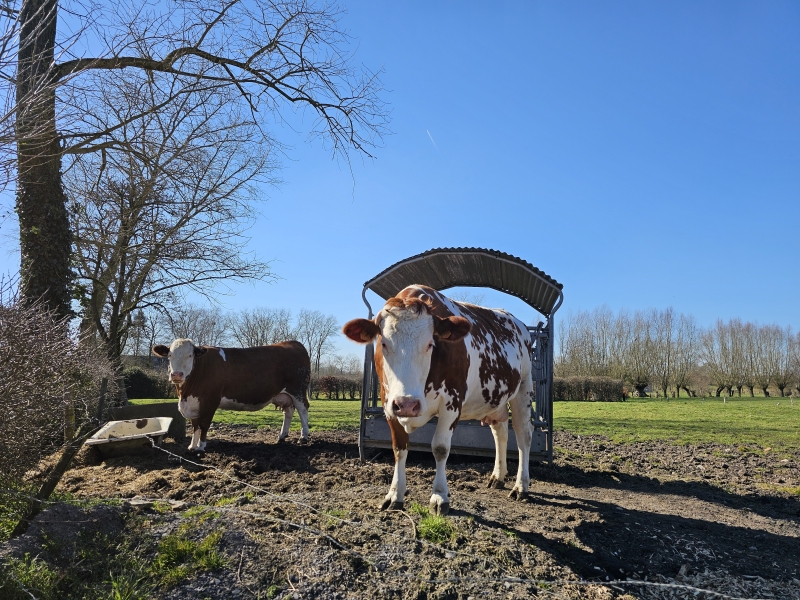 Wandelroute van 7 km langs de velden in Merendree