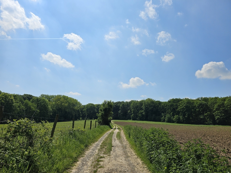 Wandelroute van 9 km door het Bertembos, het Eikenbos, de Koeheide of Heideberg en Speelbos 't Vossenhol in Bertem