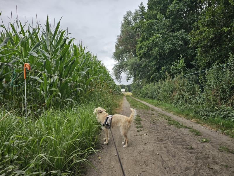 Wandelroute verrassend groen rond Lebbeke