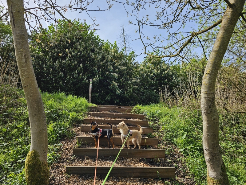 Wandelroute via de trage weg in Moerzeke door de Scheldevallei met honden