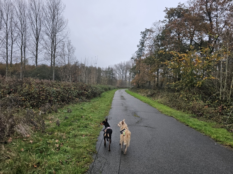 Wandelroute Wachtebeke Puyenbroeck met honden