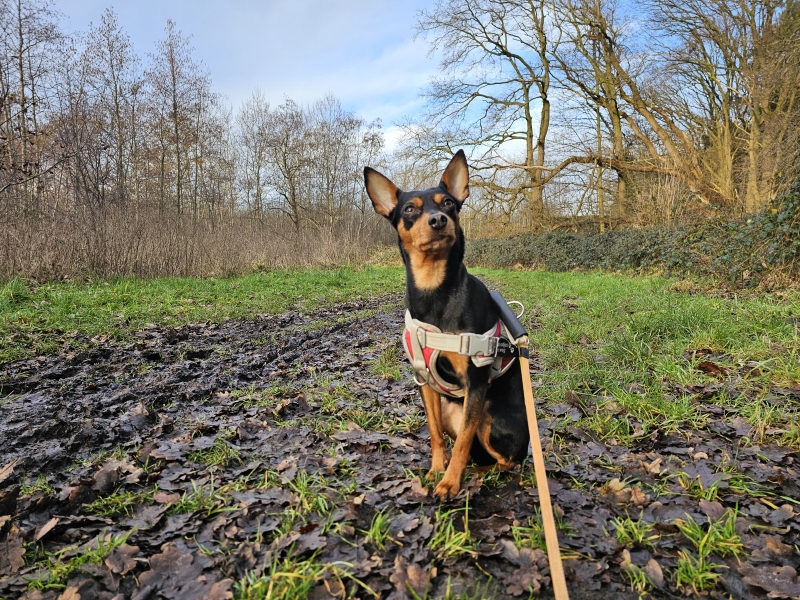 Wandelroute Waverwoud met hond