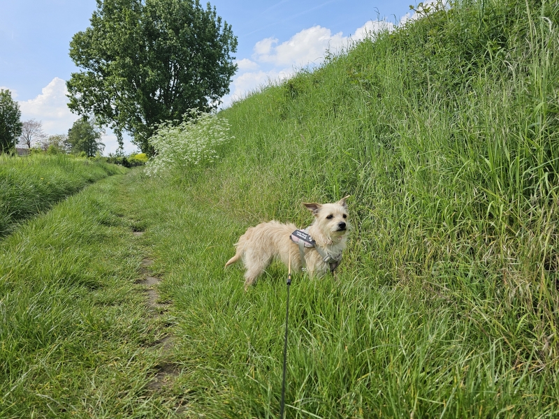 Wandelroute Winksele Mollekensberg 6,4 kilometer Wandelroute Winksele Mollekensberg 6,4 kilometer