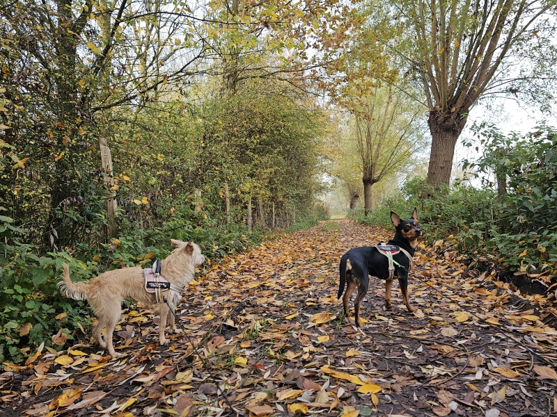 Wandelroute Wolvertem door de Wolvertemse Beemden en het bos van de Boskapel