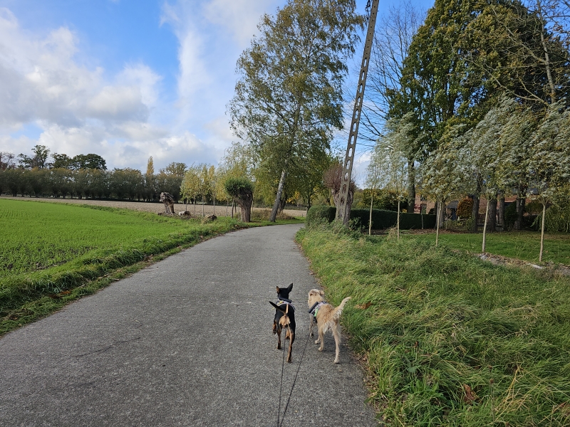 Wandelroute Wormelaar en Dalemansbos in Zemst Wandelroute Wormelaar en Dalemansbos in Zemst