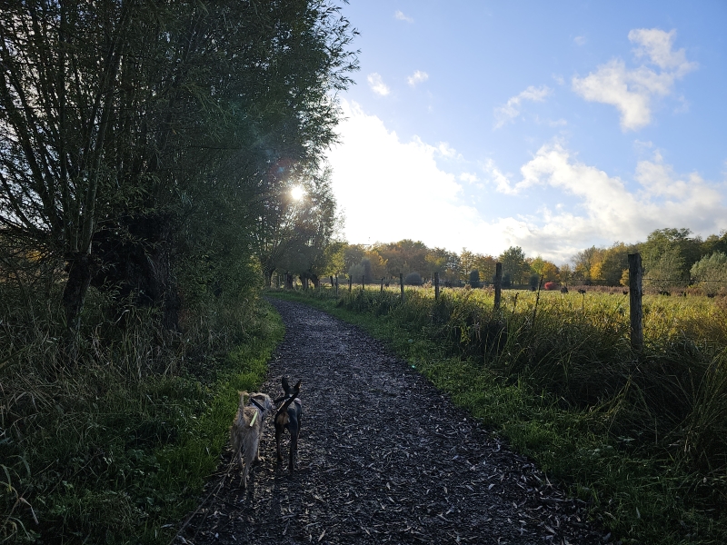 Wandelroute zes parken in Lokeren 10000 stappen wandeling met hond door de natuur