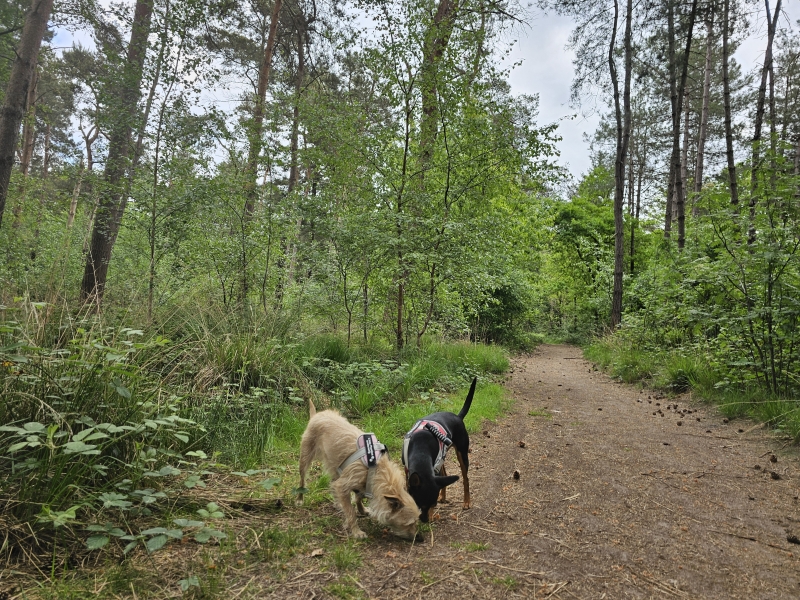 Wandelroutes Breda Noord-Brabant Nederland met hond
