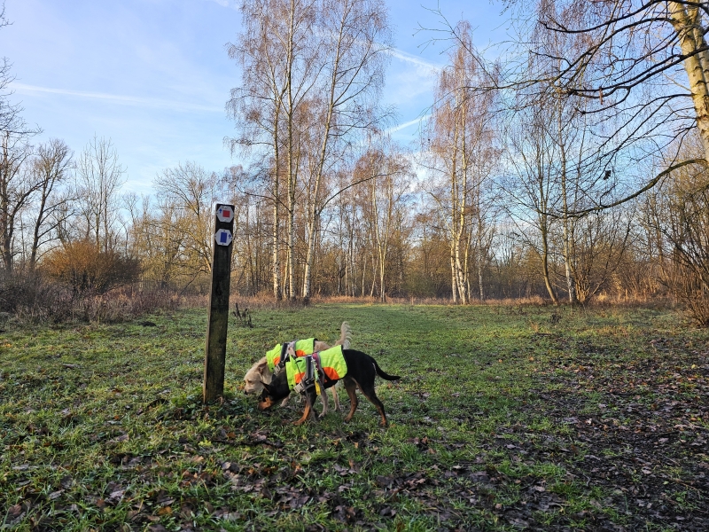 Wandelroutes door de Bospolder, het Ekers Moeras, de putten van Ekeren en domein Muisbroek met twee hondenweides