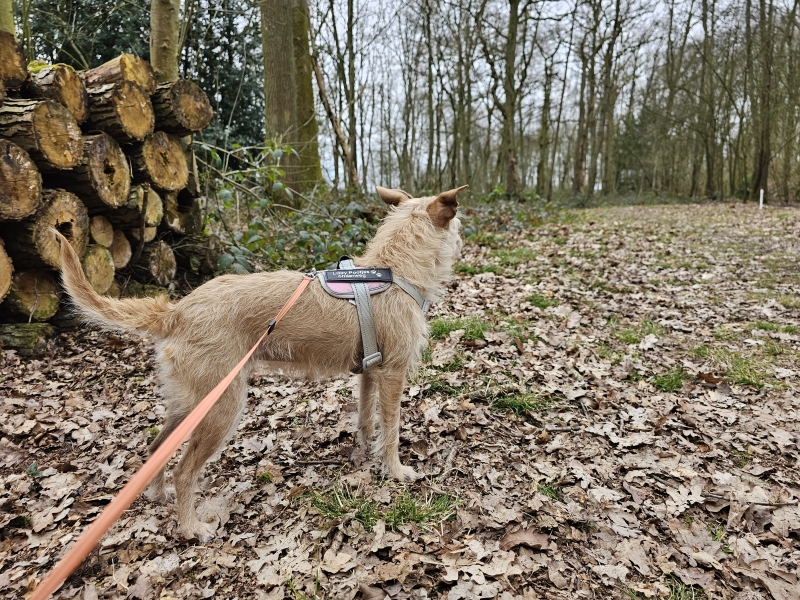 wandelroutes londerzeel