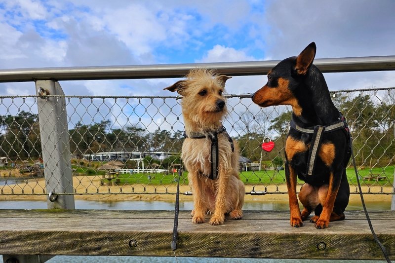 Wandelroutes loslopen hond Breda Noord-Brabant Nederland