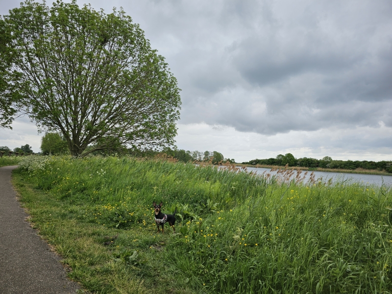 Wandelroutes met hond in Wagenberg