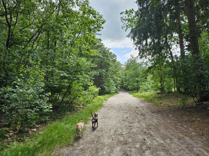 Wandelroutes met hond los Noordbargerbos Emmen