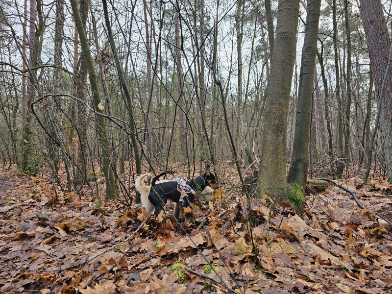 Wandelroutes vallei van de zwarte beek in Koersel Wandelroutes vallei van de zwarte beek in Koersel