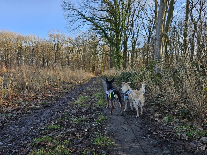 wandelroutes Zemst