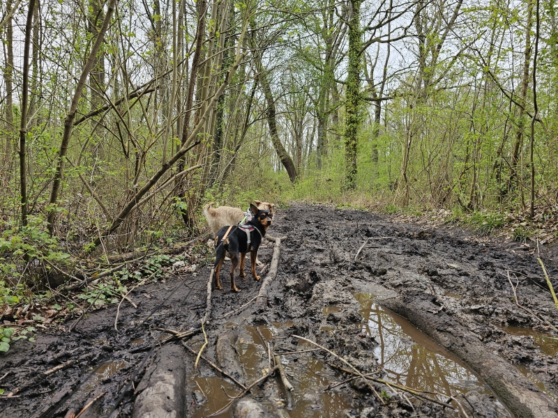 Wandelroutes Zemst en omgeving