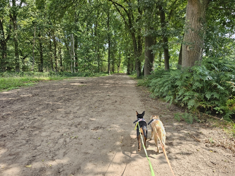 Waterwingebied van Evides wandelroute