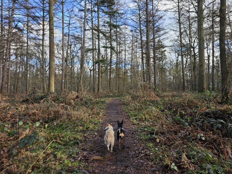 Waverwoudpad Brede Zeyp