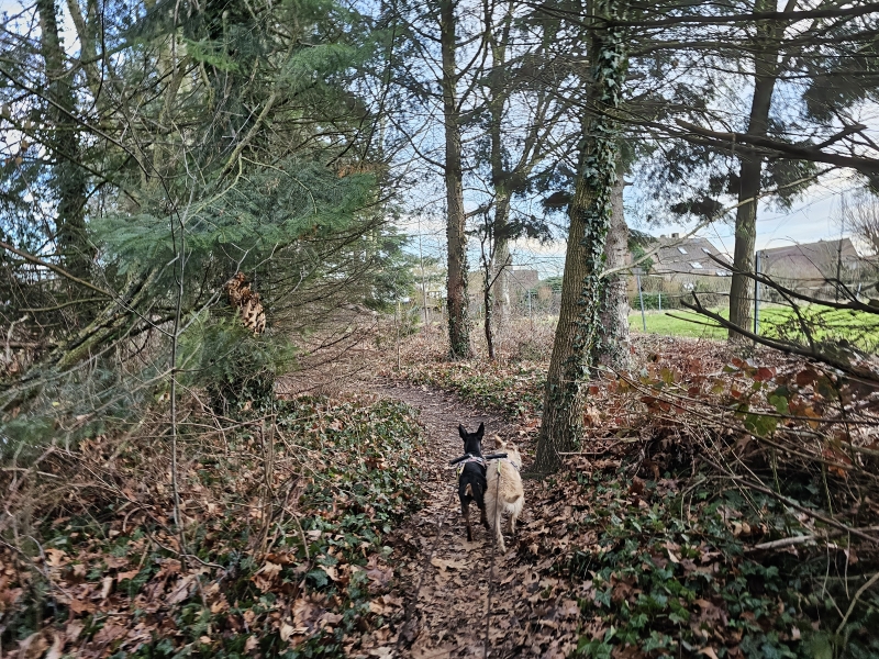 Waverwoudpad Schans van Bosbeek wandeling