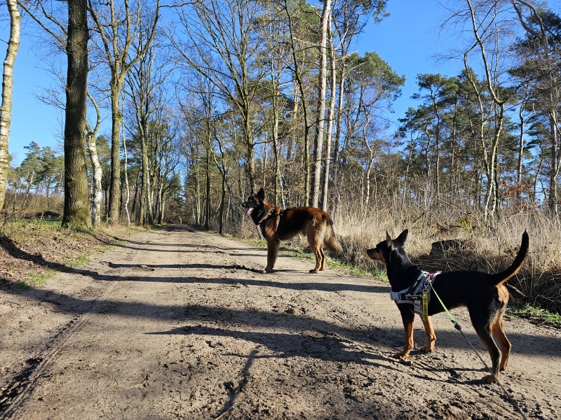 Wechelderzande boswandeling Wechelderzande boswandeling