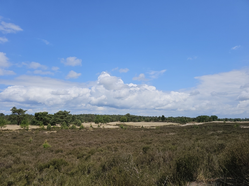 Weids uitzicht over de Ossendrechtse Heide in Putte, Nederland