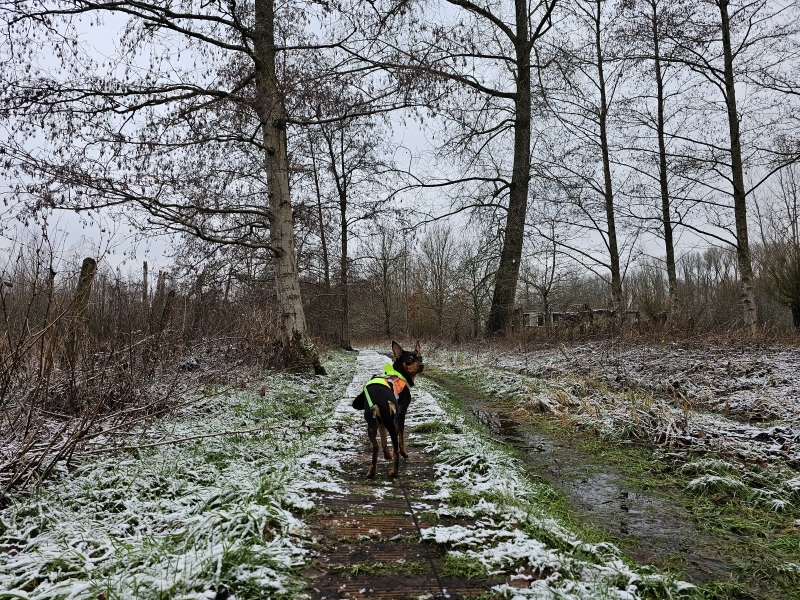 Welle Denderleeuw wandelen met hond door de sneeuw in de winter