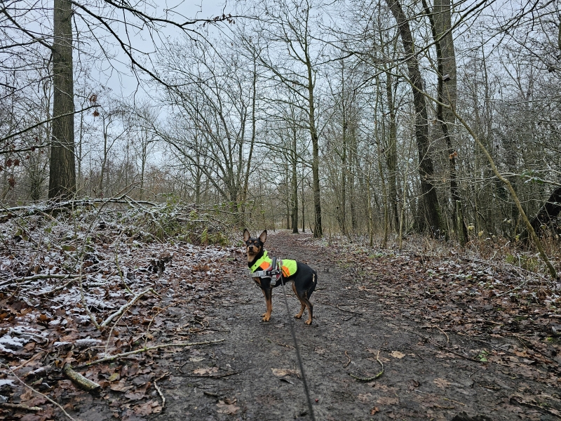 Wellemeersen in de winter wandelen met hond
