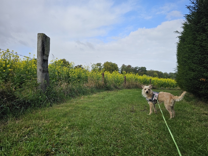 Wetteren wandelen met hond
