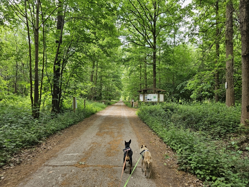 Wijnendale bos wandeling met hond