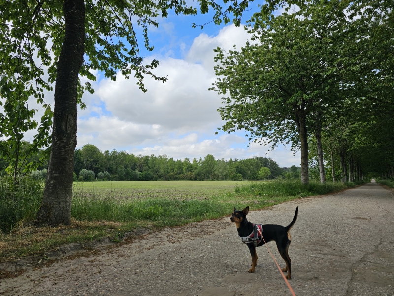 Wijnendalebos rode en gele wandelroute met hond