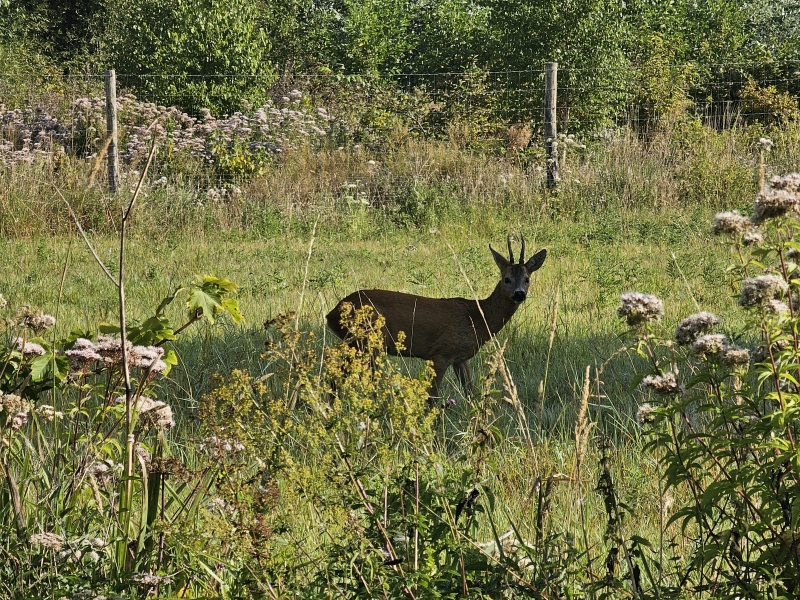 Wild spotten in de Vinderhoutse bossen bij Gent: een ree