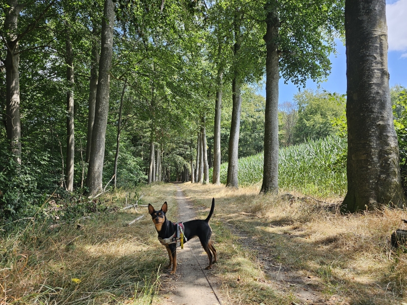 Wildenburg wandelroute in Wingene met hond
