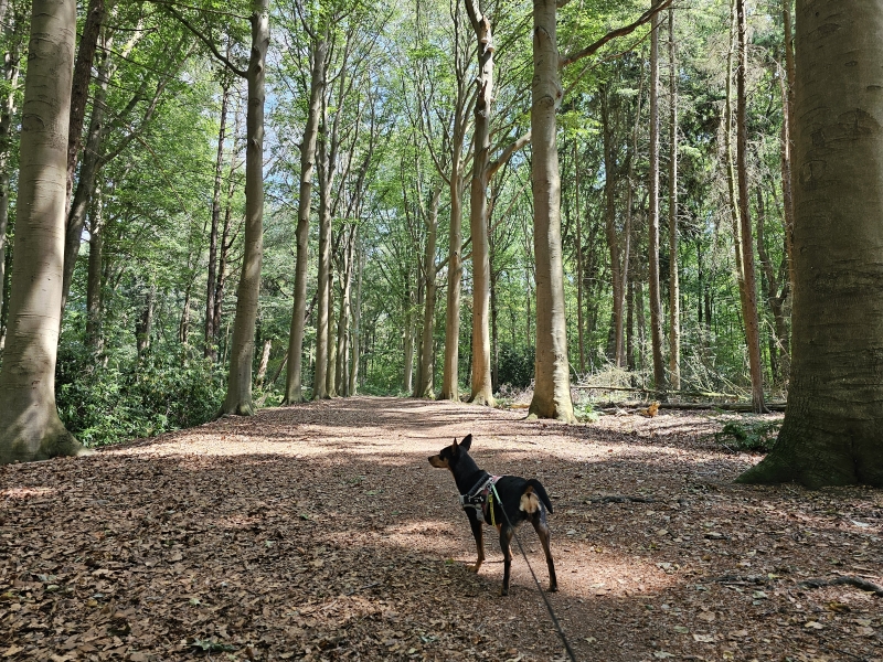 Wildenburg, Wingene boswandeling met hond