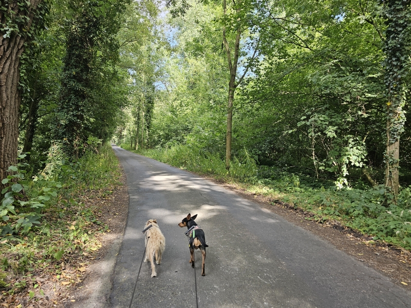 Wingene bossen wandelroute