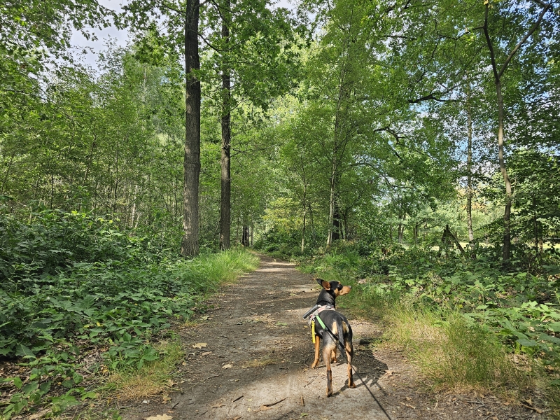 Wingene Ruiselede Gallatasbossen wandelroute