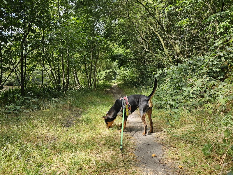 Wingene wandelen door de Gulke Putten, het Sint-Pietersveld (met de mooie Scheepsput), de Vagevuurbossen, de Predikherenbossen en de kasteeldomeinen: Blauwhuis landgoed en kasteelpark Wildenburg