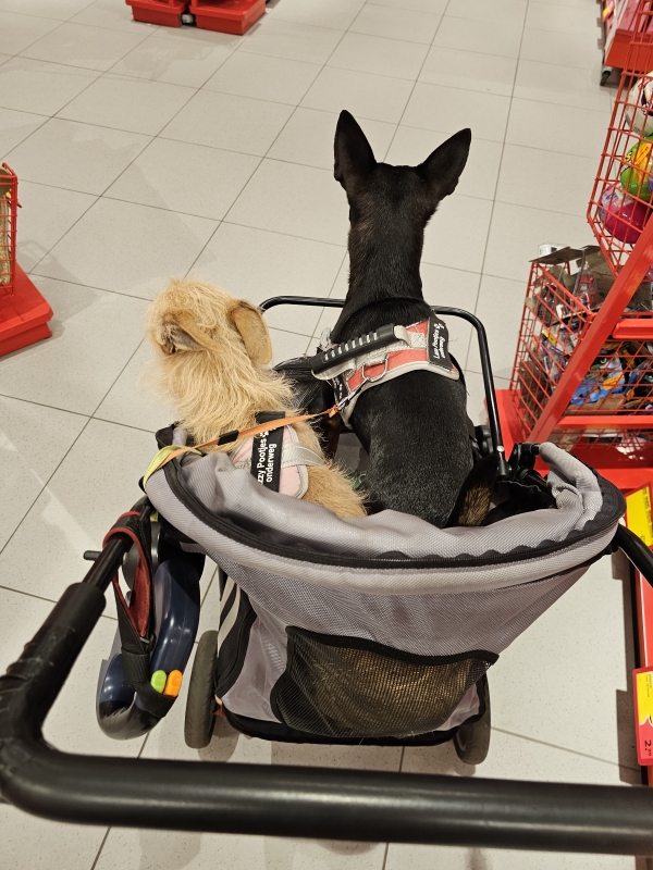 Winkelen met hond in hondenbuggy in Hulst