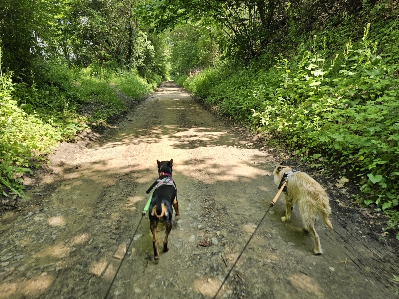 Winksele Herent wandelen met hond door de Mollekensberg Winksele Herent wandelen met hond door de Mollekensberg