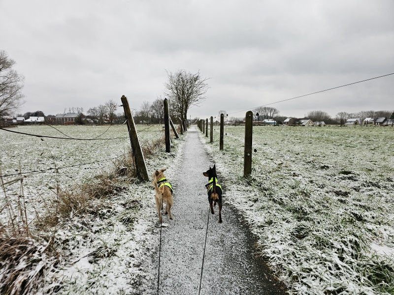 Winterse boswandeling in Affligem met hond